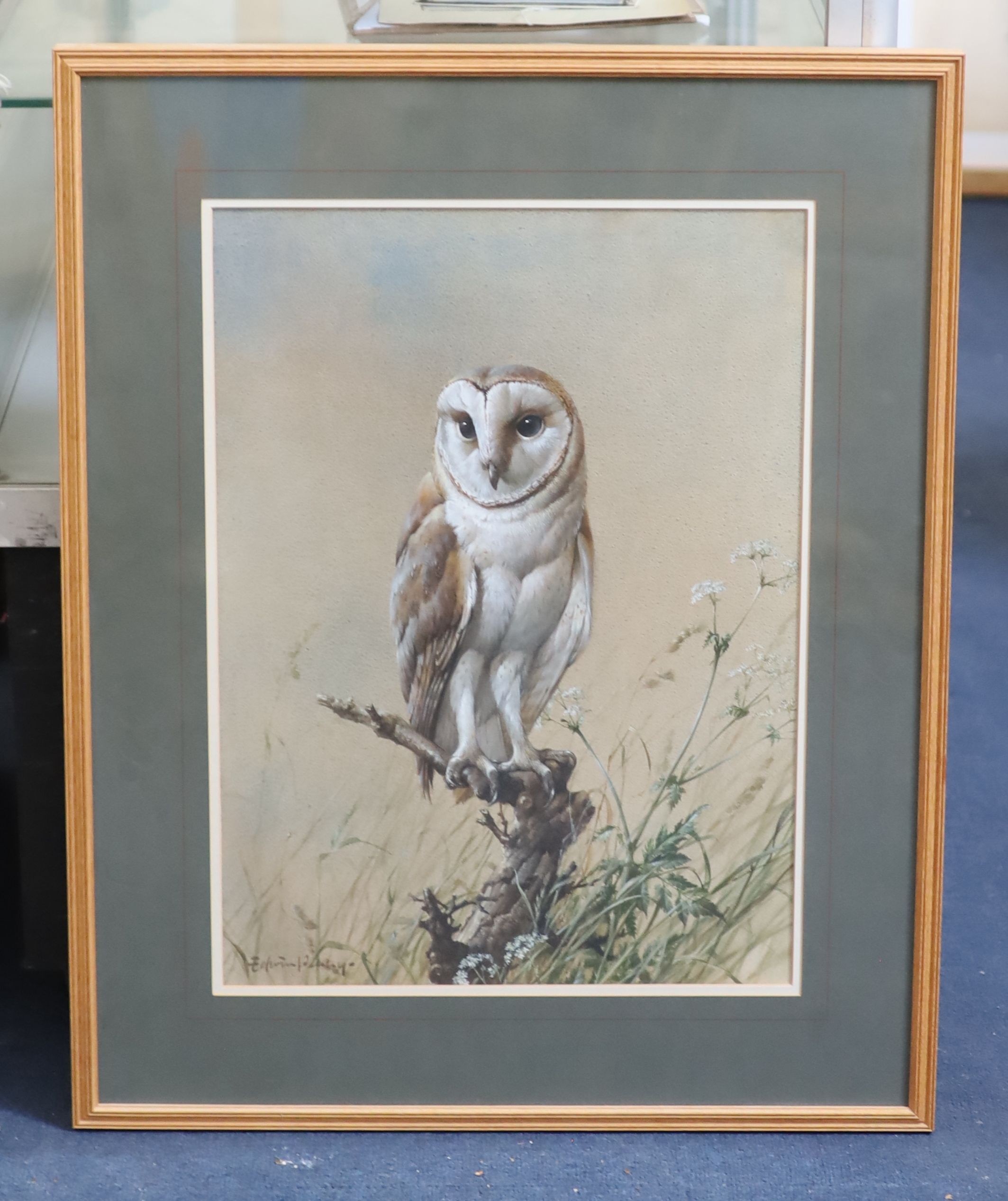 Edwin Penny (1930-2016), Barn Owl, watercolour, 51 x 37cm.